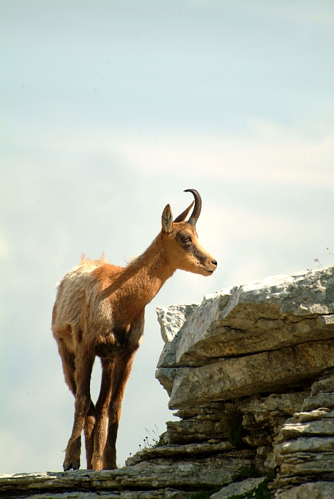 Camoscio d''Abruzzo Rupicapra pyrenaica ornata